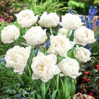 Тюльпан бахромчатый Сноу Кристал изображение 3