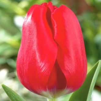 Тюльпан Триумф Ред Булл изображение 1