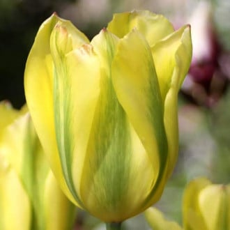 Тюльпан зеленоцветный Формоза изображение 6