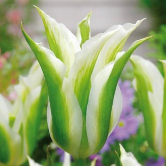 Тюльпан зеленоцветный Уайт Спринг Грин изображение 3