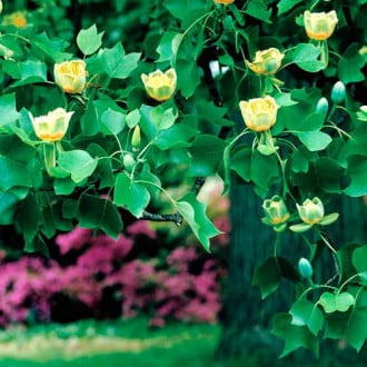 Тюльпанное дерево (лириодендрон) изображение 3