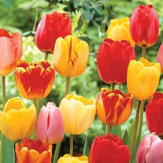 Тюльпаны Дарвина Ангел, микс изображение 6