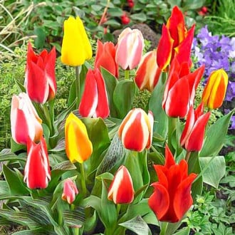 Тюльпаны Грейга, микс изображение 2