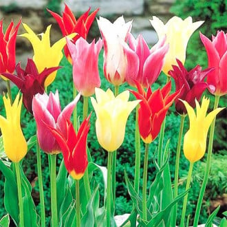 Тюльпаны лилиецветные, микс изображение 1