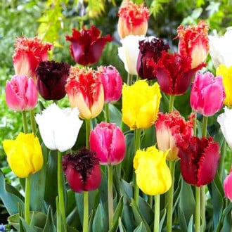 Тюльпаны махрово-бахромчатые, микс изображение 5