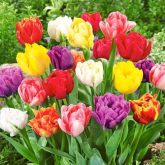 Тюльпаны махровые, микс изображение 6