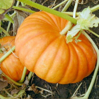 Тыква Осенний пирог, семена изображение 5