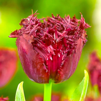 Тюльпан бахромчатый Лабрадор изображение 3