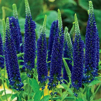 Вероника Ферст Глори фото 8 Вероника Ферст Глори изображение 8