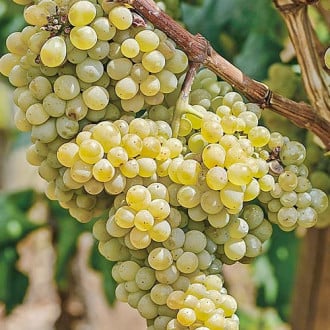 Виноград Аврора изображение 1