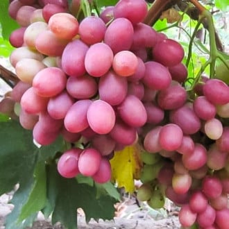 Виноград Рубиновый юбилей изображение 3