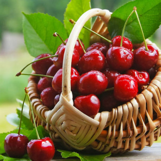 Вишня Десертная изображение 12