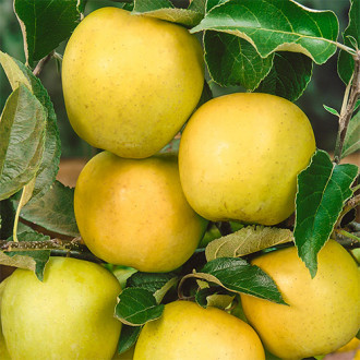 Яблоко-груша Голден Делишес изображение 2