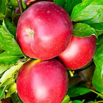 Яблоня Белорусское сладкое изображение 2