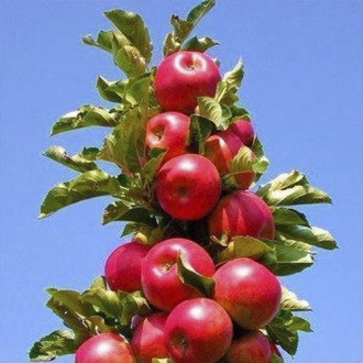 Яблоня колоновидная Баргузин изображение 1