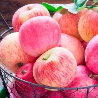 Сорта яблонь для Подмосковья купить в интернет-магазине Беккер