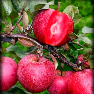 Яблоня Розовый жемчуг (красная мякоть) изображение 5
