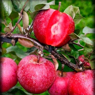 Яблоня Розовый жемчуг (красная мякоть) изображение 3
