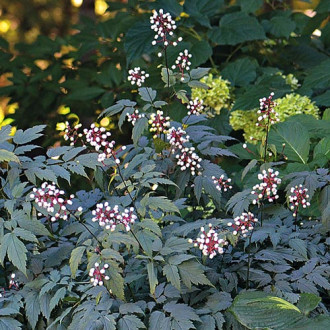 Воронец Мисти Блю