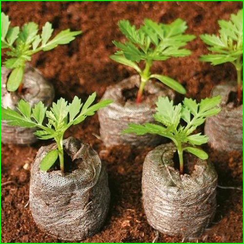 Кокосовые таблетки "JIFFY-7C" 30 мм 10 шт изображение 1 артикул 5715