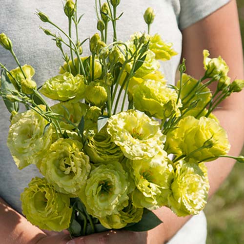 Эустома F1 Золушка, семена артикул фото 1 Эустома F1 Золушка, семена изображение 1 артикул 19.3042Г