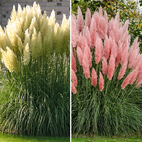 Комплект Кортадерий из 2 саженцев изображение 1 артикул 5420