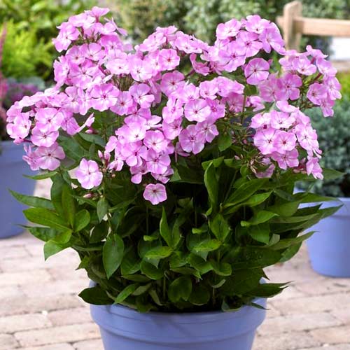 Флокс Свит Дримс изображение 1 артикул 2983