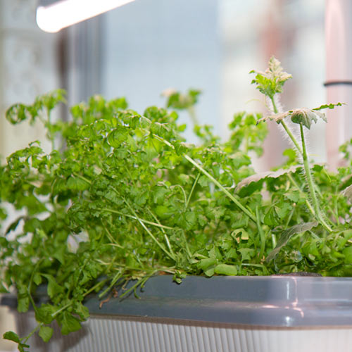 Фитолампа «Здоровья клад» 9 Вт изображение 1 артикул 85224