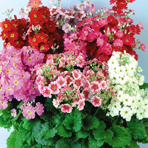 Примула каскадная Яркая смесь, семена артикул фото 1 Примула каскадная Яркая смесь, семена изображение 1 артикул 58038