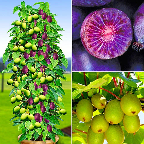 Мини-киви Дуо (Ред Джамбо, Иссаи) изображение 1 артикул 8428