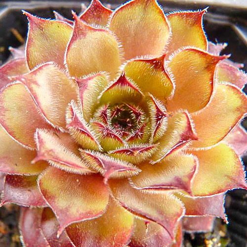 Молодило Ноир изображение 1 артикул 68885