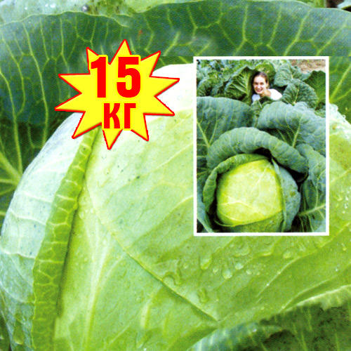 Капуста белокочанная РР, семена изображение 1 артикул 7702