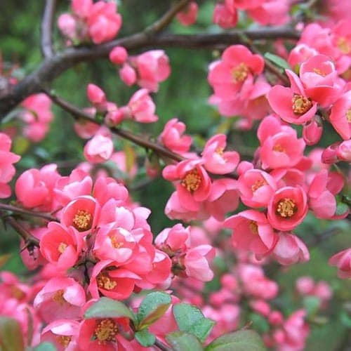 Айва японская Пинк Квин артикул фото 2 Айва японская Пинк Квин изображение 2 артикул 9289