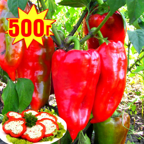 Перец сладкий PP F1, семена артикул фото 1 Перец сладкий PP F1, семена изображение 1 артикул 7708