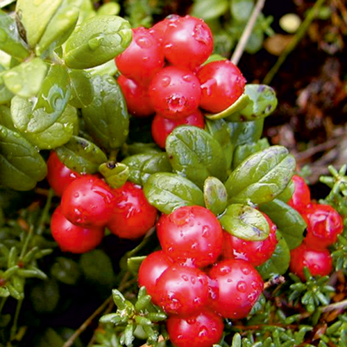 Клюква Биг Перл изображение 1 артикул 8420