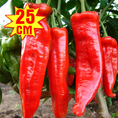 Перец острый PP F1, семена артикул фото 1 Перец острый PP F1, семена изображение 1 артикул 7709