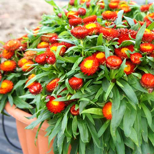 Гелихризум F1 Чико Ред, семена изображение 1 артикул 70.2533