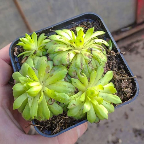 Молодило Фараон артикул фото 1 Молодило Фараон изображение 1 артикул 01376