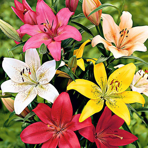 Лилии Азиатские микс изображение 1 артикул 3240