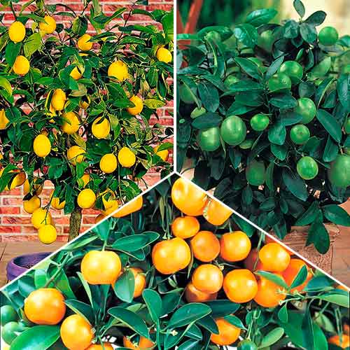 Комплект Цитрусовый микс из 3 саженцев изображение 1 артикул 76660
