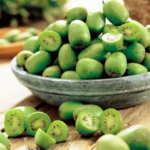 Мини-киви (актинидия) изображение 1 артикул 8423