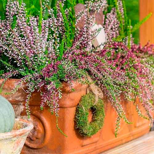 Вереск обыкновенный Trio Girls Хильда/Элиза/Аметист изображение 1 артикул 5897