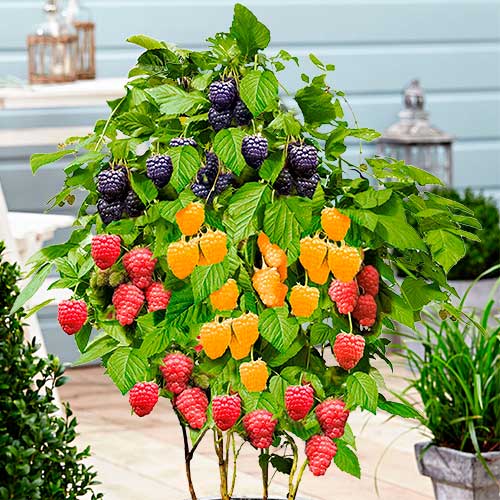 Суперпредложение!  Комплект малины Трио из 3-х саженцев артикул фото 1 Суперпредложение!  Комплект малины Трио из 3-х саженцев изображение 1 артикул 4958