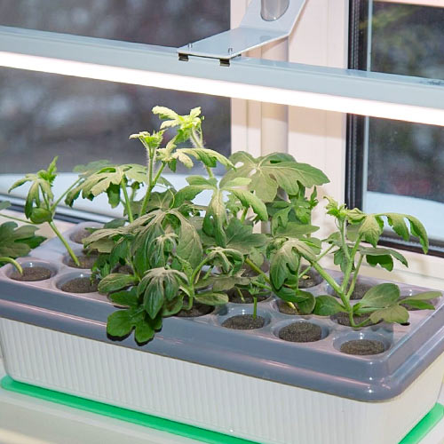 Фитолампа «Здоровья клад» 16 Вт изображение 1 артикул 85225