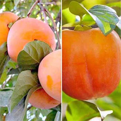 Комплект хурмы из 2 саженцев артикул фото 1 Комплект хурмы из 2 саженцев изображение 1 артикул 5714