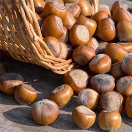 Фундук Сахаристый артикул фото 1 Фундук Сахаристый изображение 1 артикул 5710