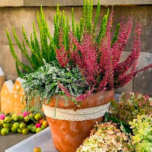 Вереск обыкновенный Trio Girls Атен/Элиза/Аметист изображение 1 артикул 5896