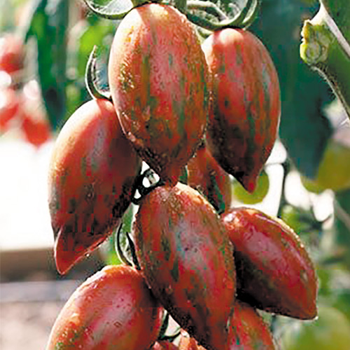 Томат  Шоколадка F1, семена изображение 1 артикул 5947