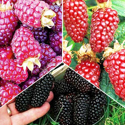 Суперпредложение! Комплект ежевики Трио из 3-х саженцев изображение 1 артикул 4036