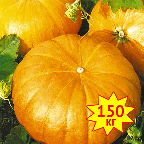 Тыква РР F1, семена изображение 1 артикул 7718